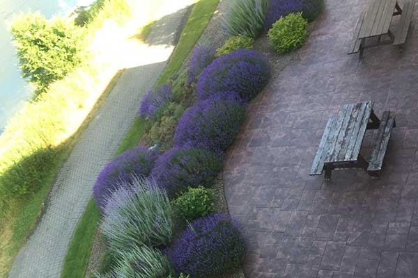 Apex-Premier-Property-Services-Landscape-maintenance-aerial-view-of-lavender