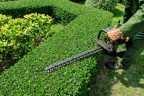 Apex Premier Property Services, hedge trimming